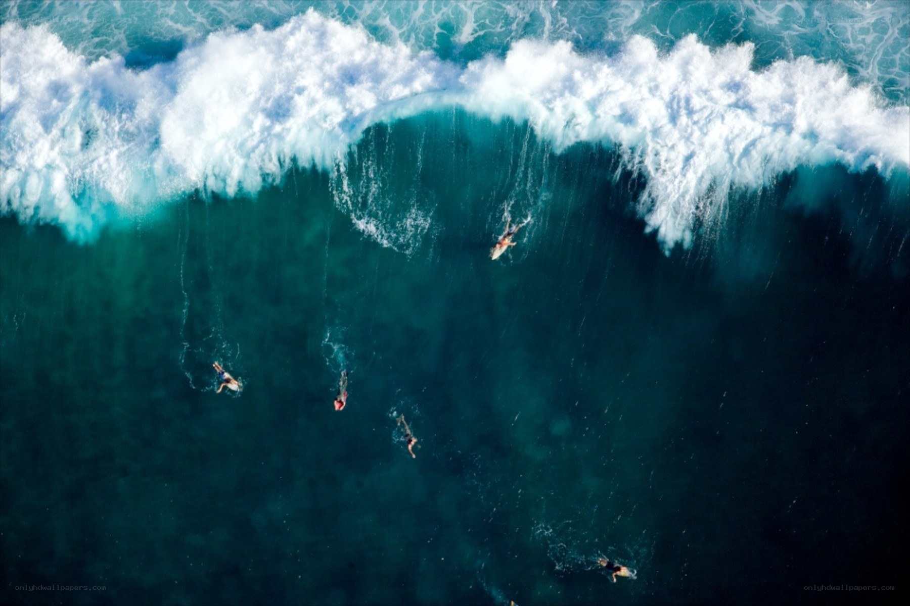 Surfers riding a large wave