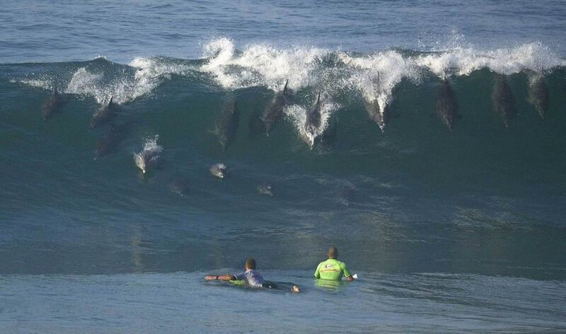 Surfers with dolphins in wave