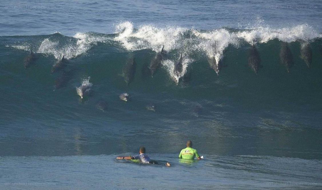 Surfers with dolphins in wave