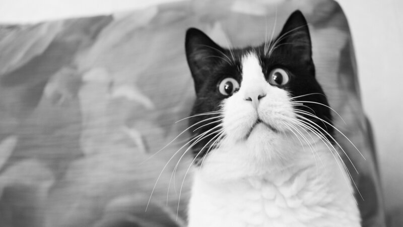 surprised black and white cat