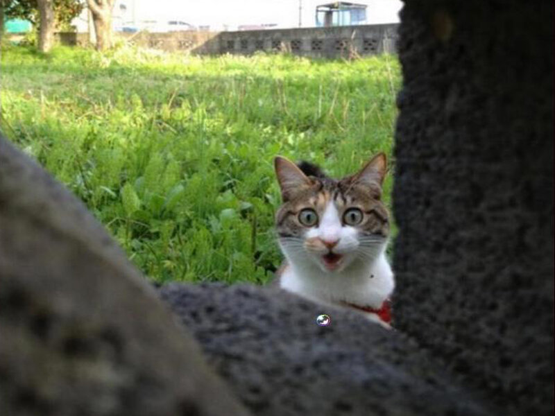 Surprised Cat Peeking