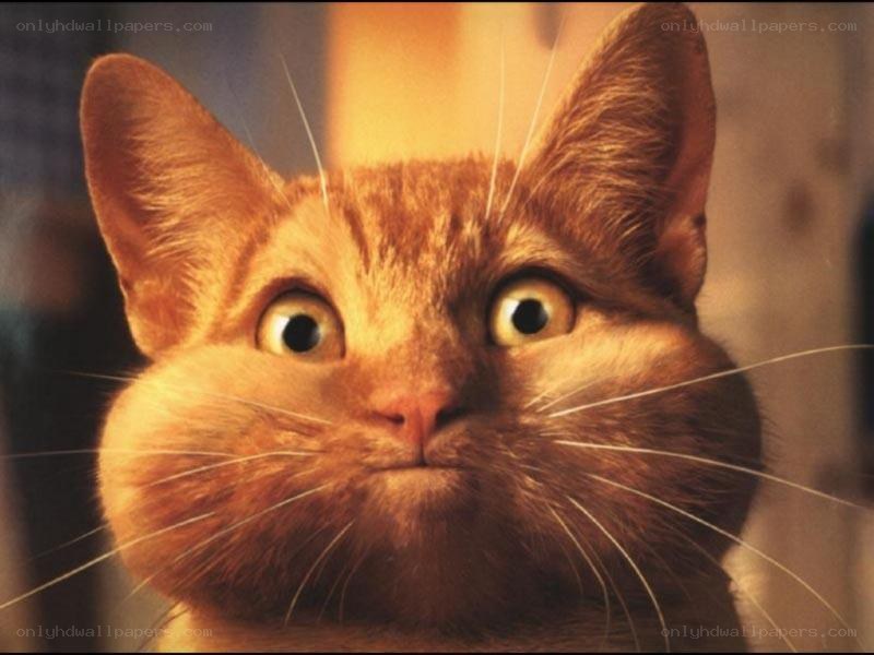 surprised ginger cat