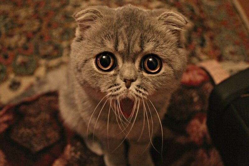 surprised gray cat