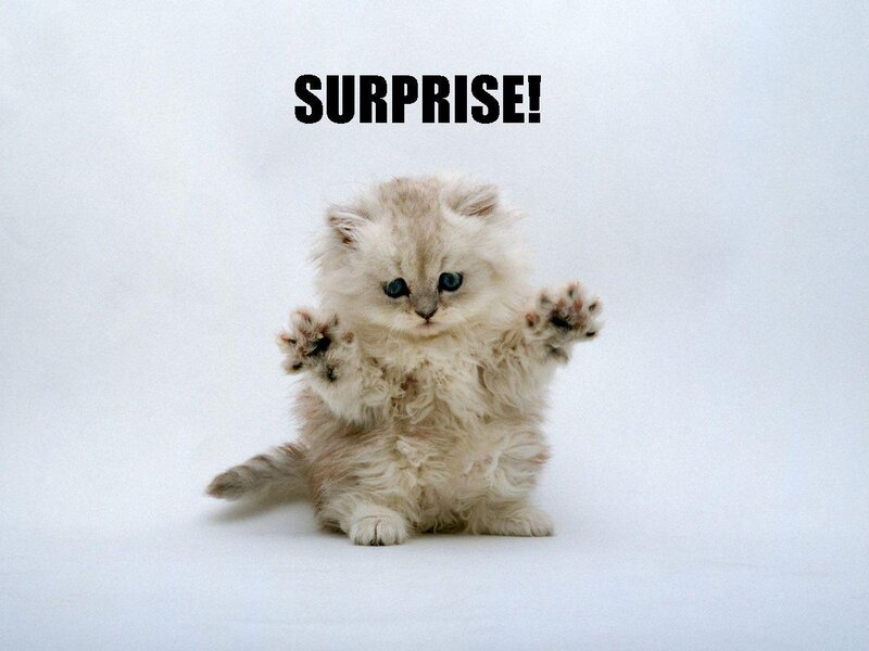 surprised kitten meme