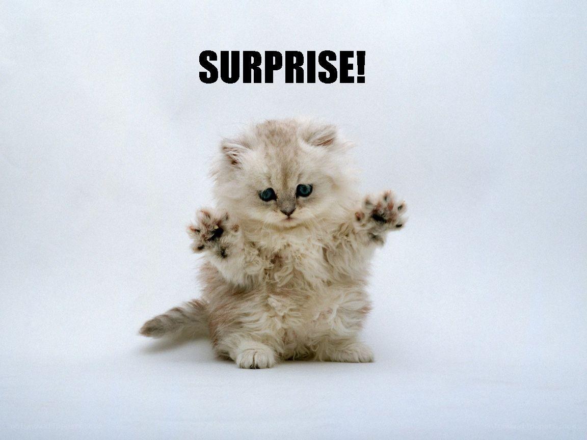 surprised kitten meme