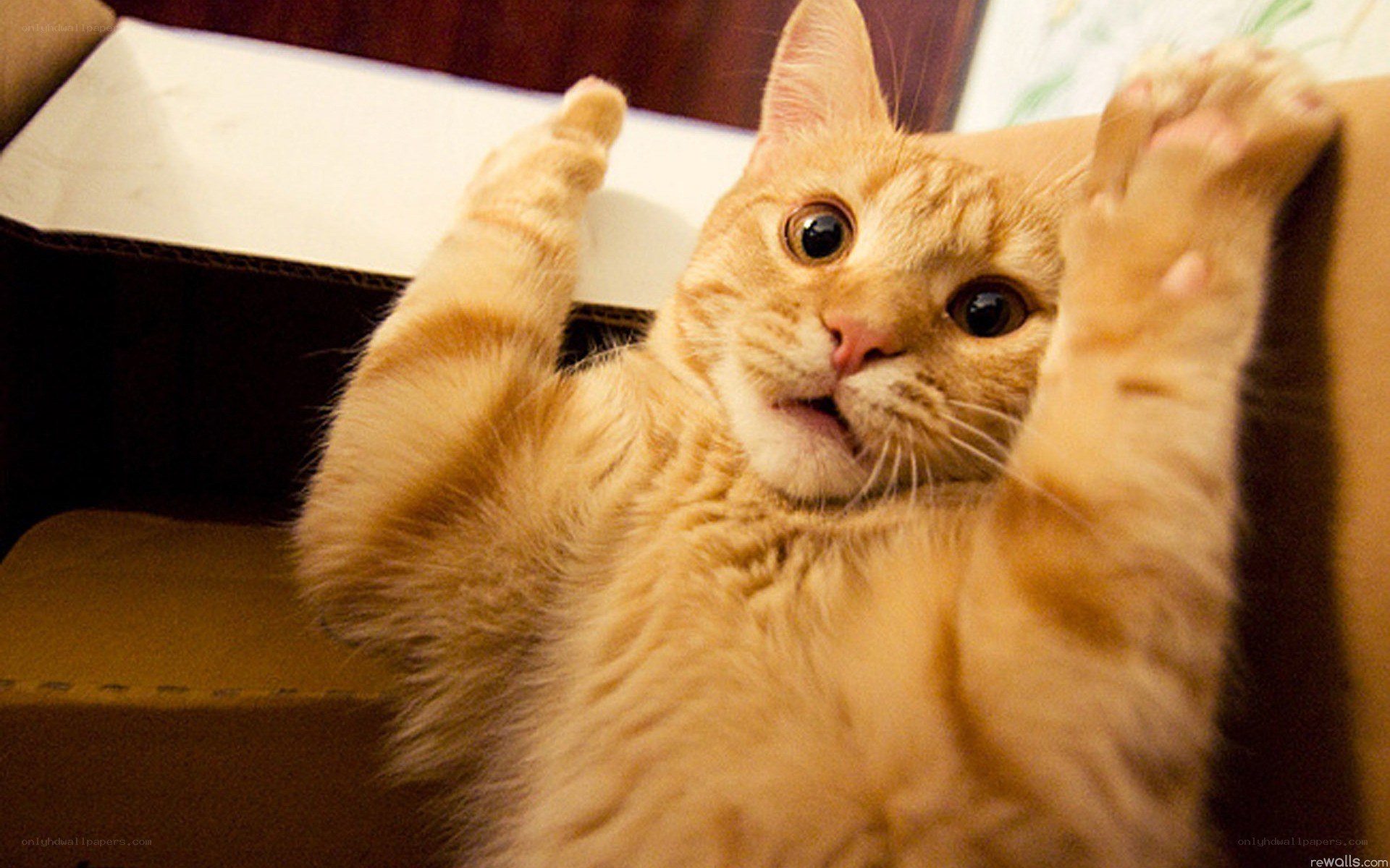 surprised orange cat in box