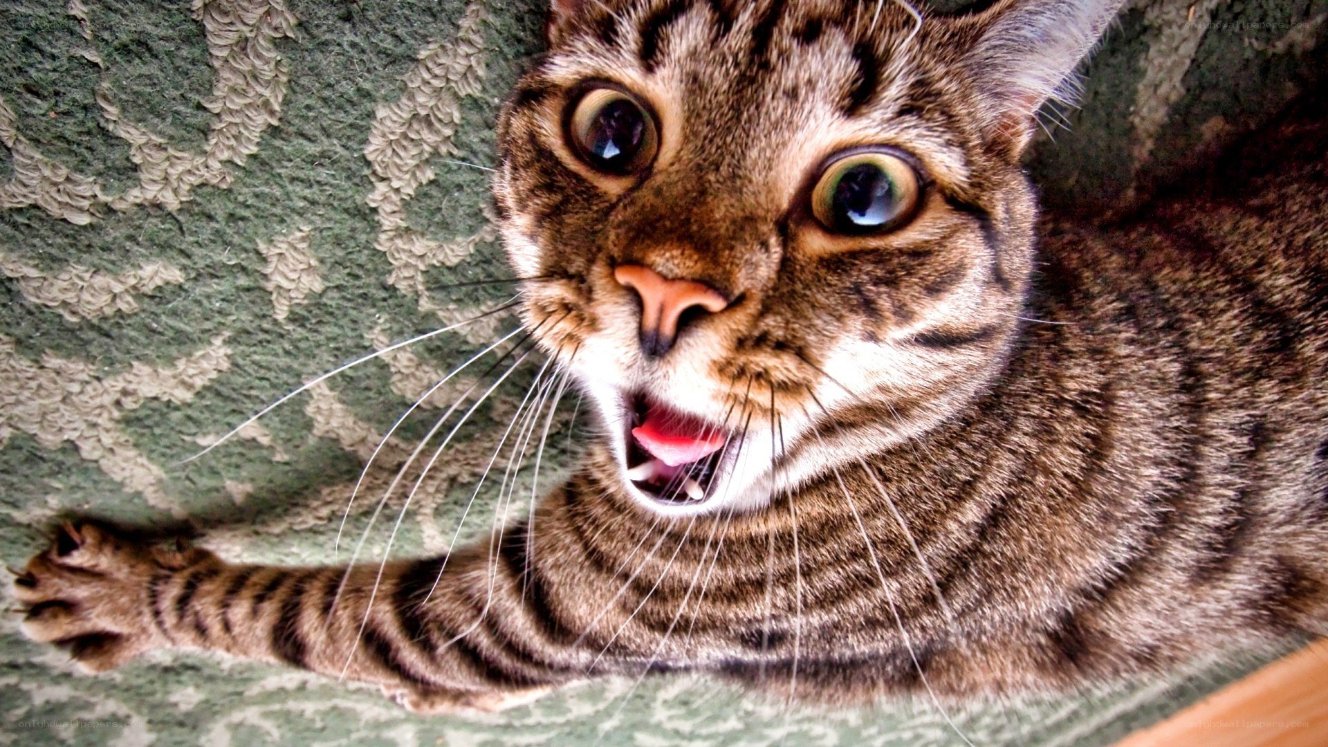 surprised tabby cat