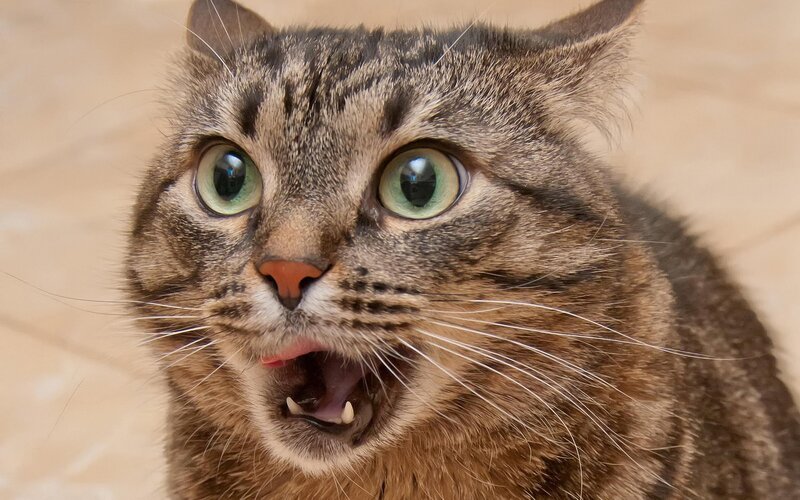 surprised tabby cat