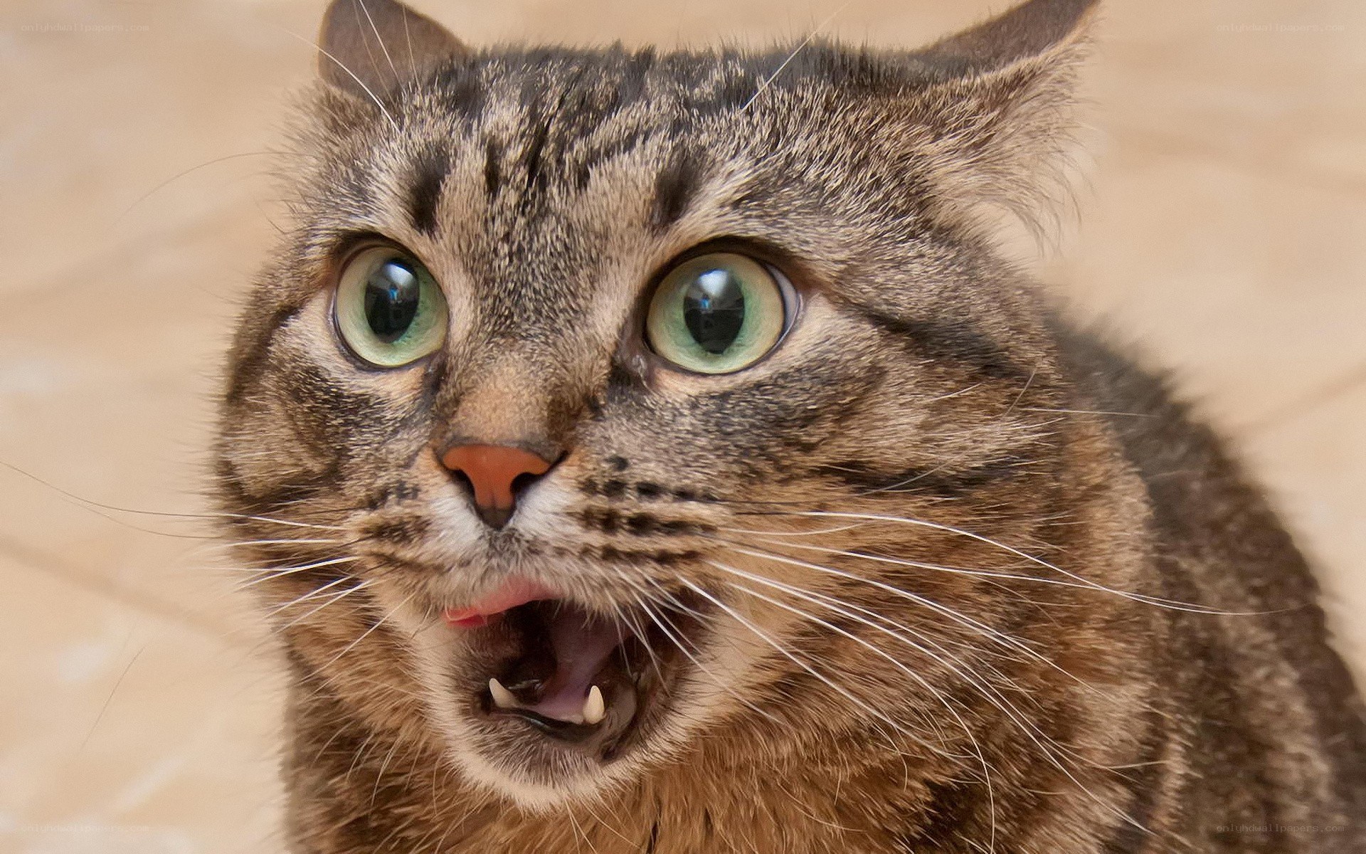 surprised tabby cat