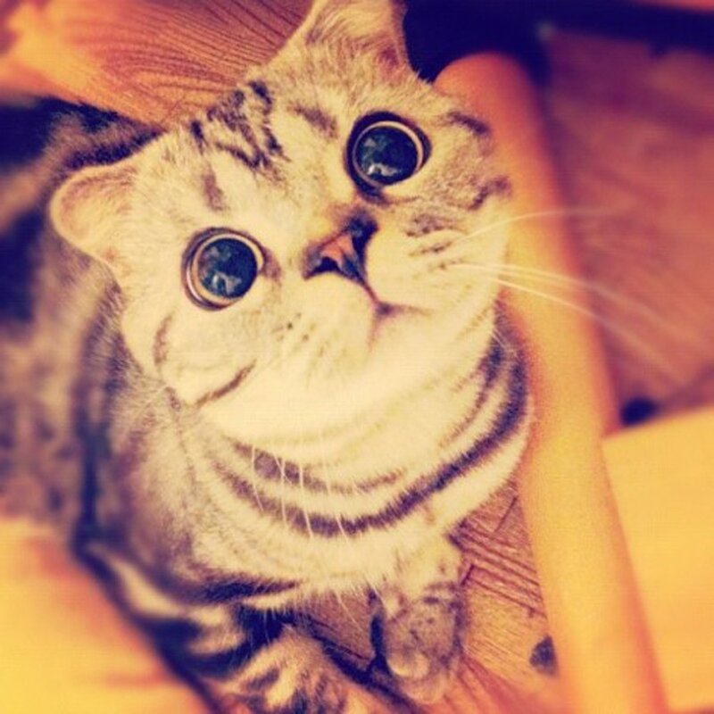 surprised tabby cat