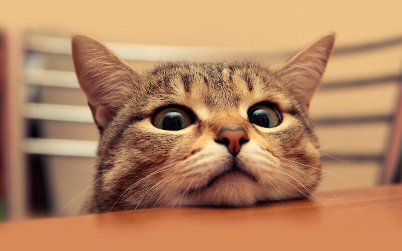 surprised tabby cat