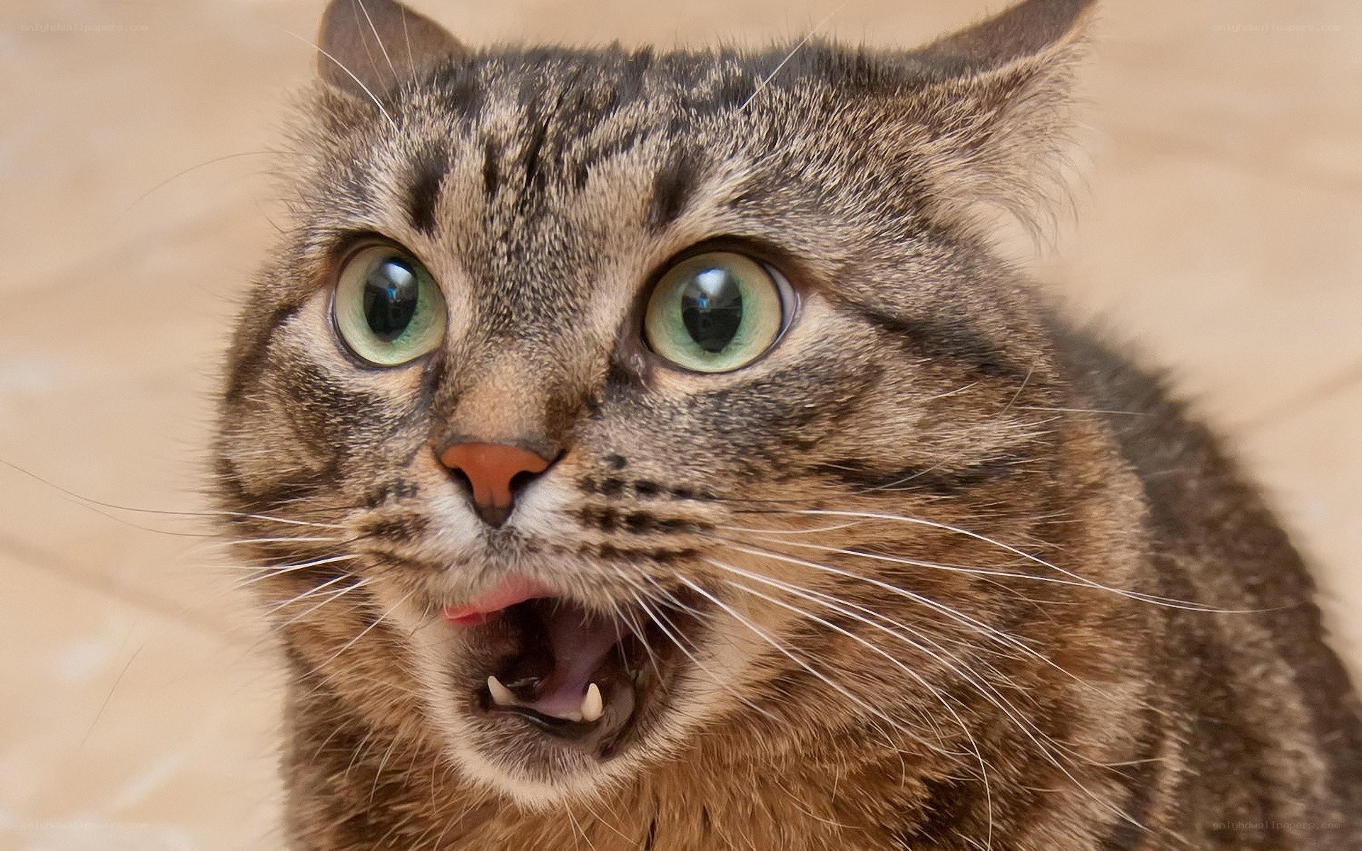 surprised tabby cat