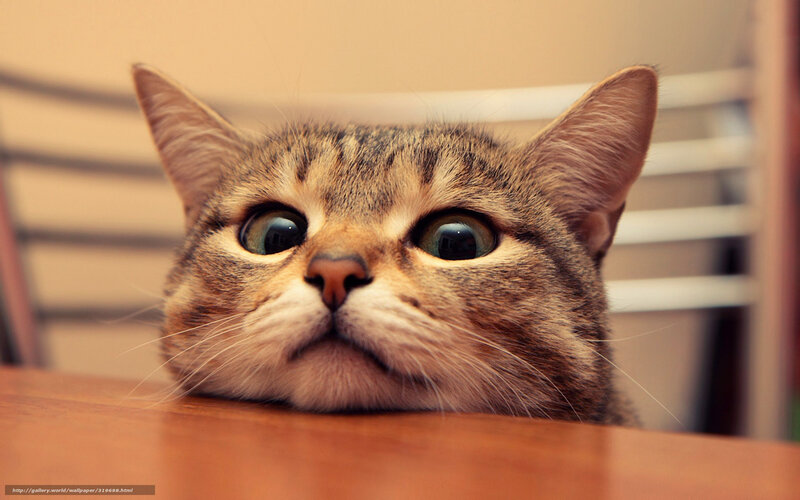 surprised tabby cat
