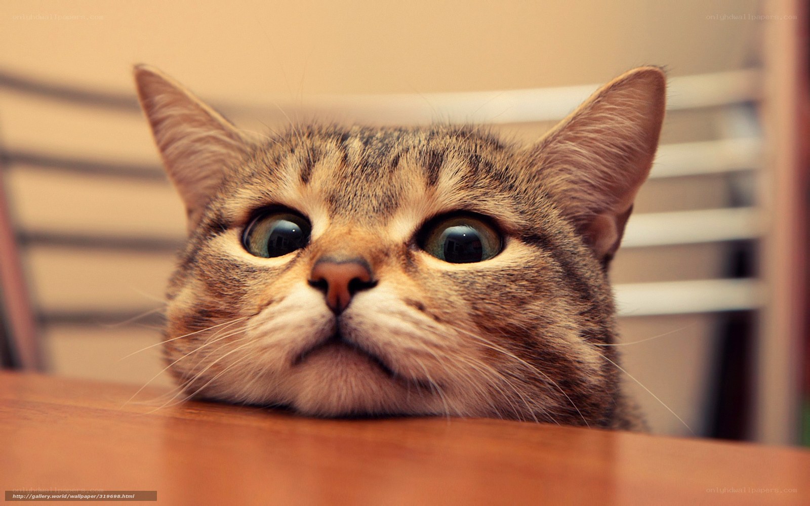 surprised tabby cat