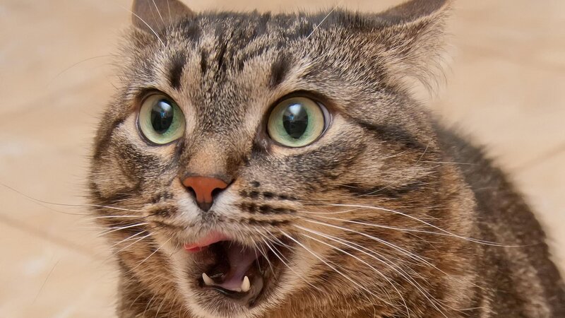 surprised tabby cat