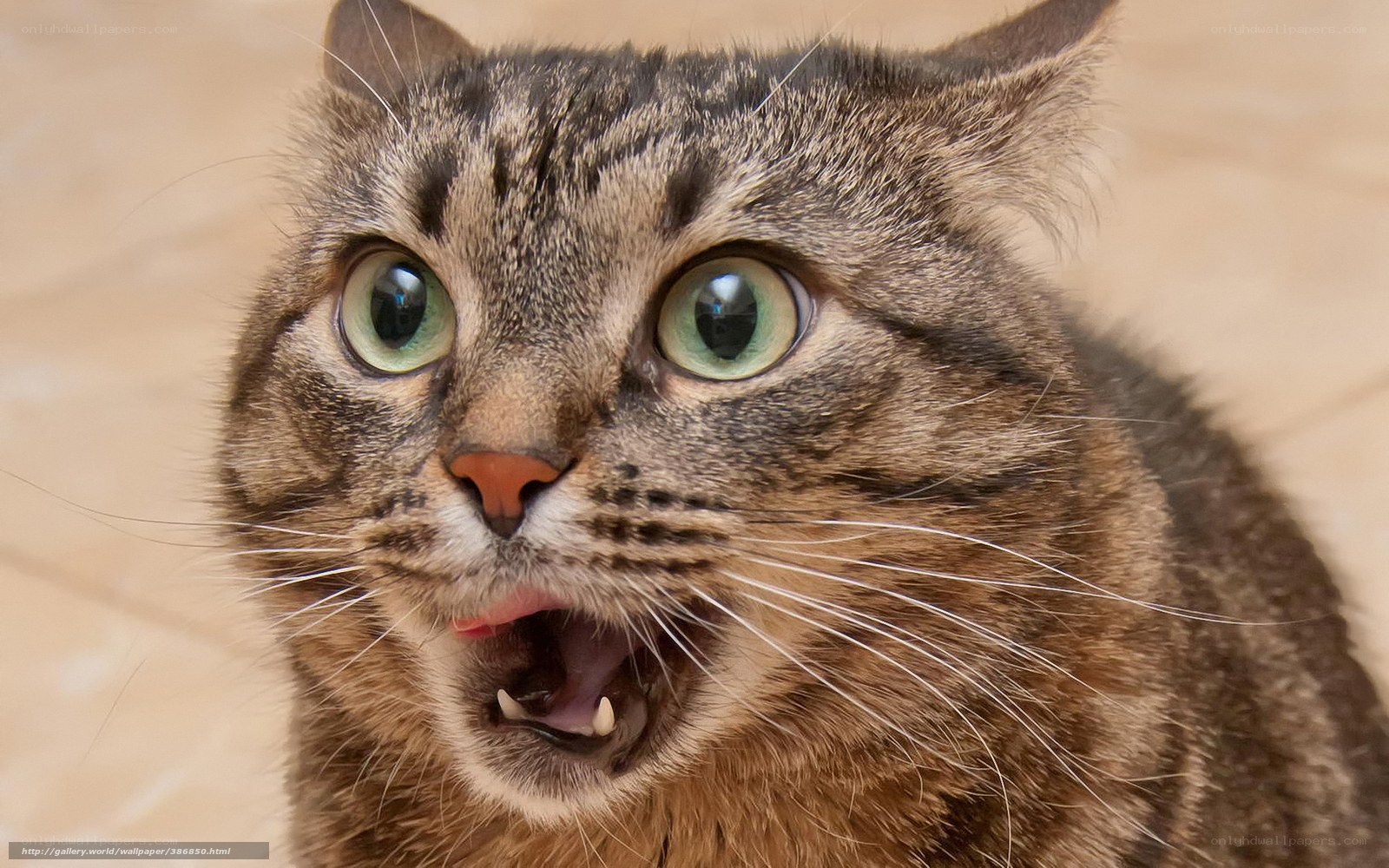 surprised tabby cat