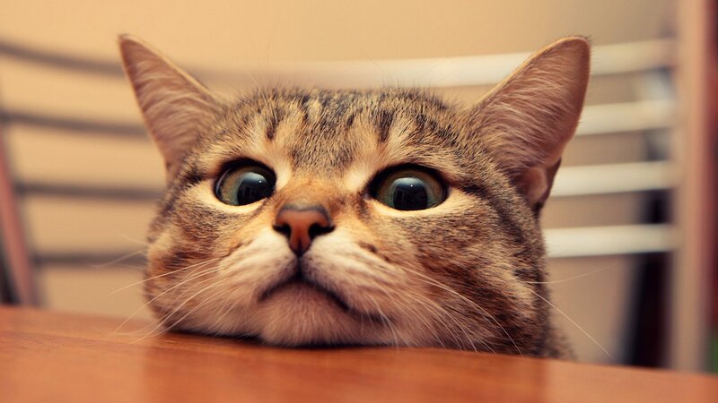 surprised tabby cat