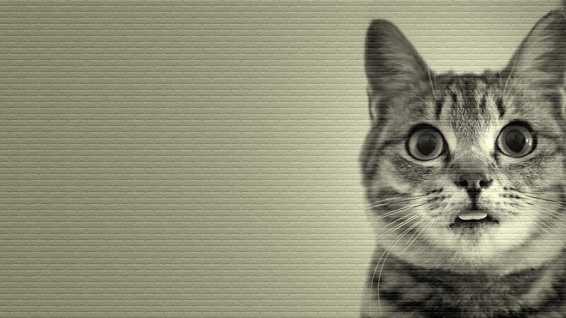 Surprised Tabby Cat — Gray