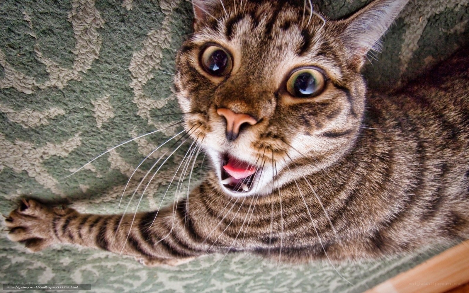 surprised tabby cat
