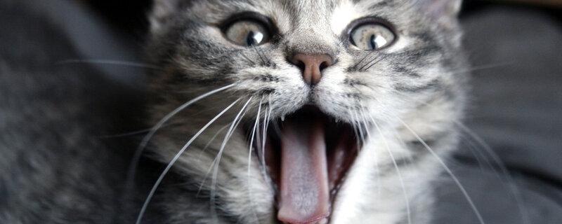 surprised tabby kitten