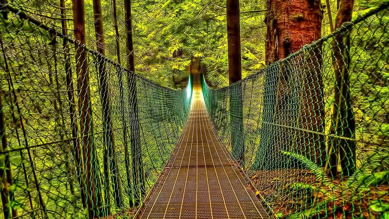 Suspended Bridge in Forest — Green, Serene, Afternoon
