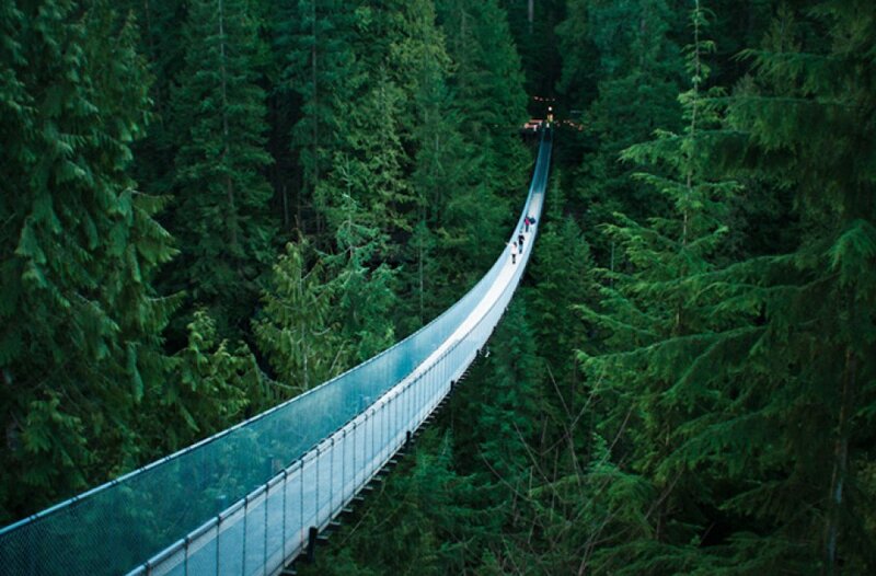 Suspended Bridge in Forest — Green, Serene, Night