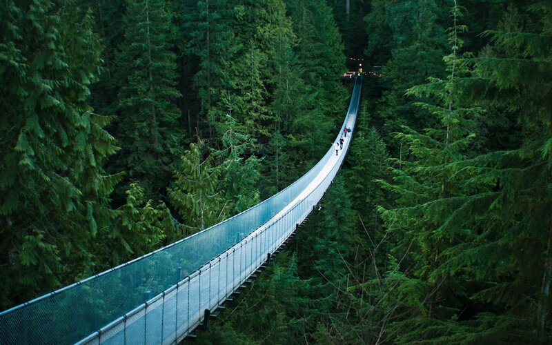 Suspended Bridge in Forest — Green, Serene
