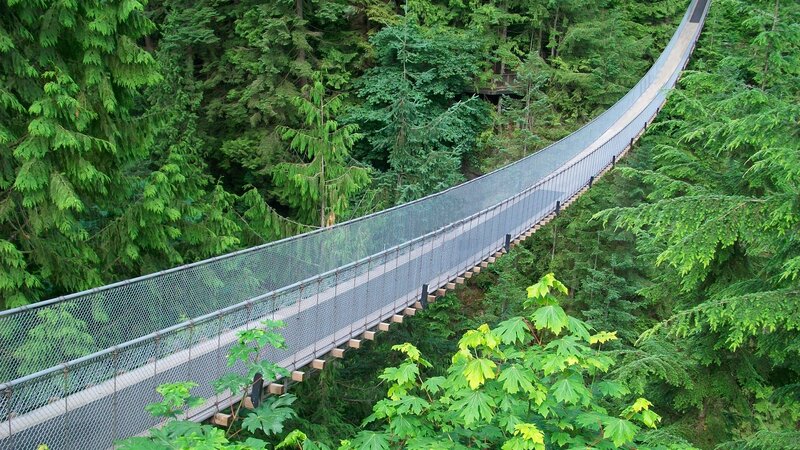 suspended bridge in forest