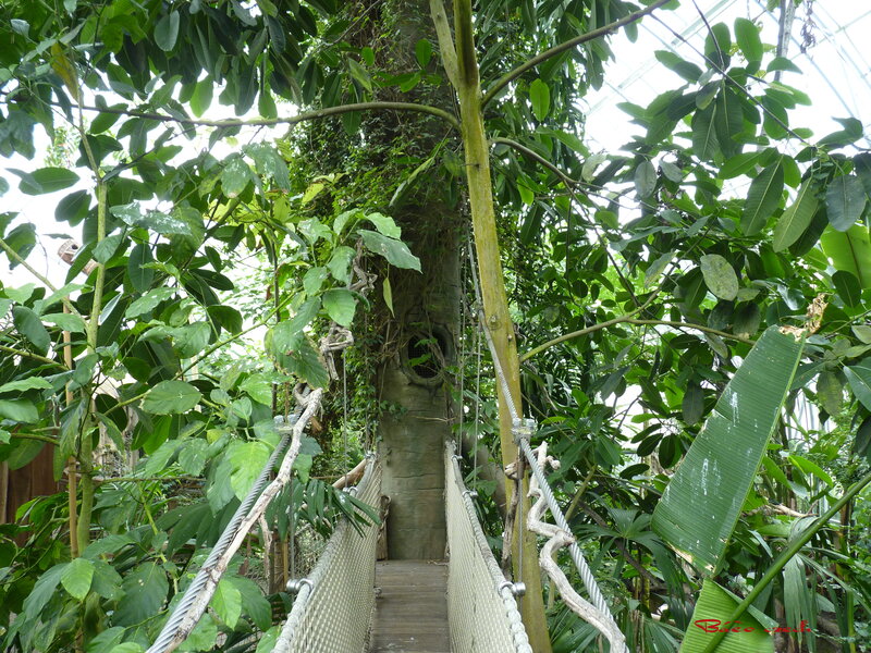 Suspended Bridge in Greenhouse