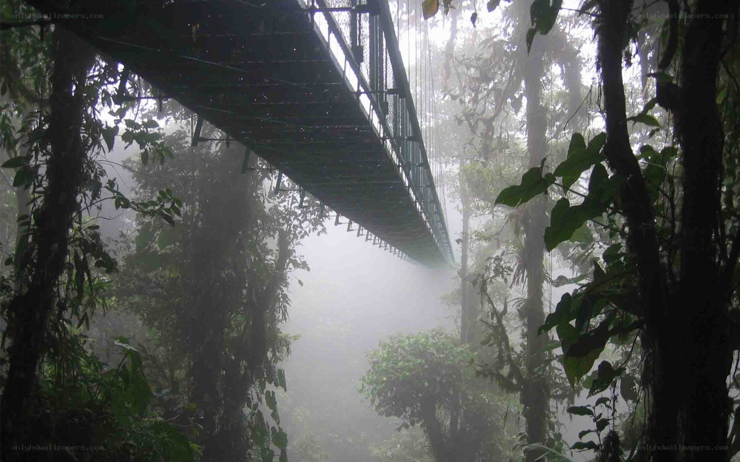 suspended bridge in misty forest