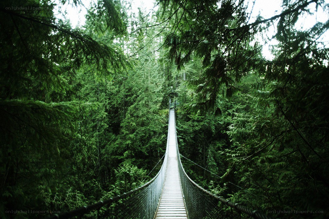 Suspension bridge in forest
