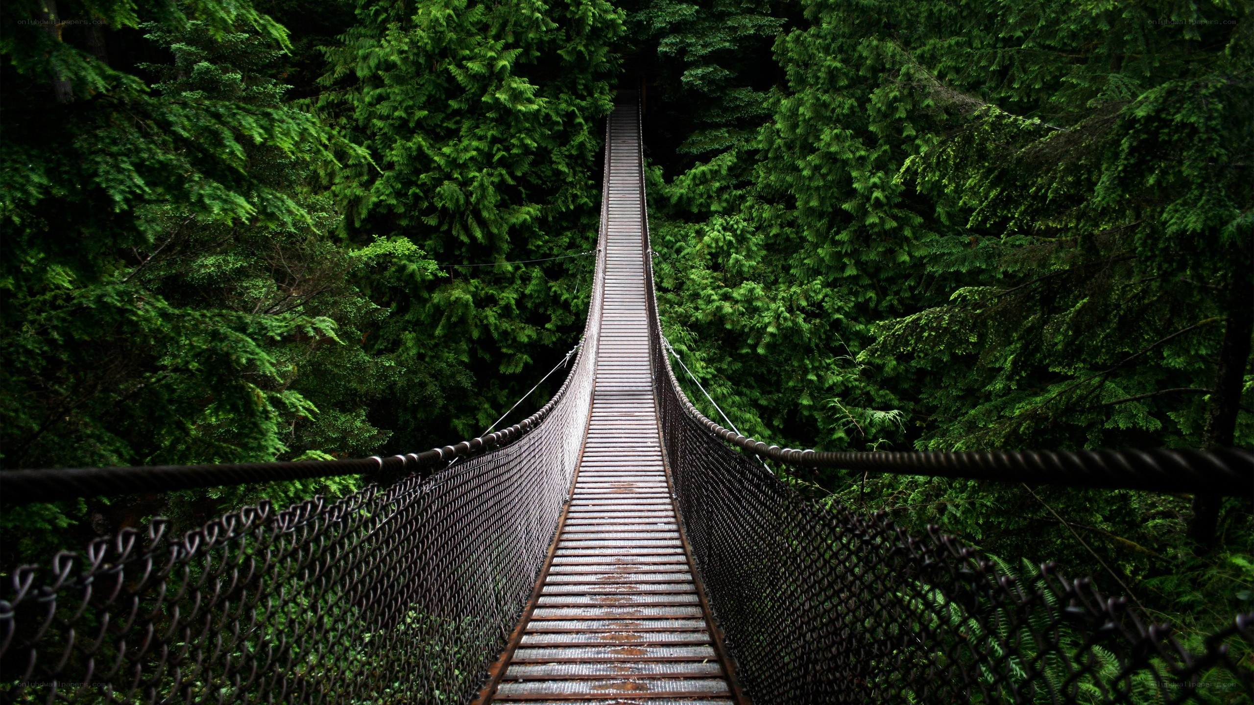 suspension bridge in forest
