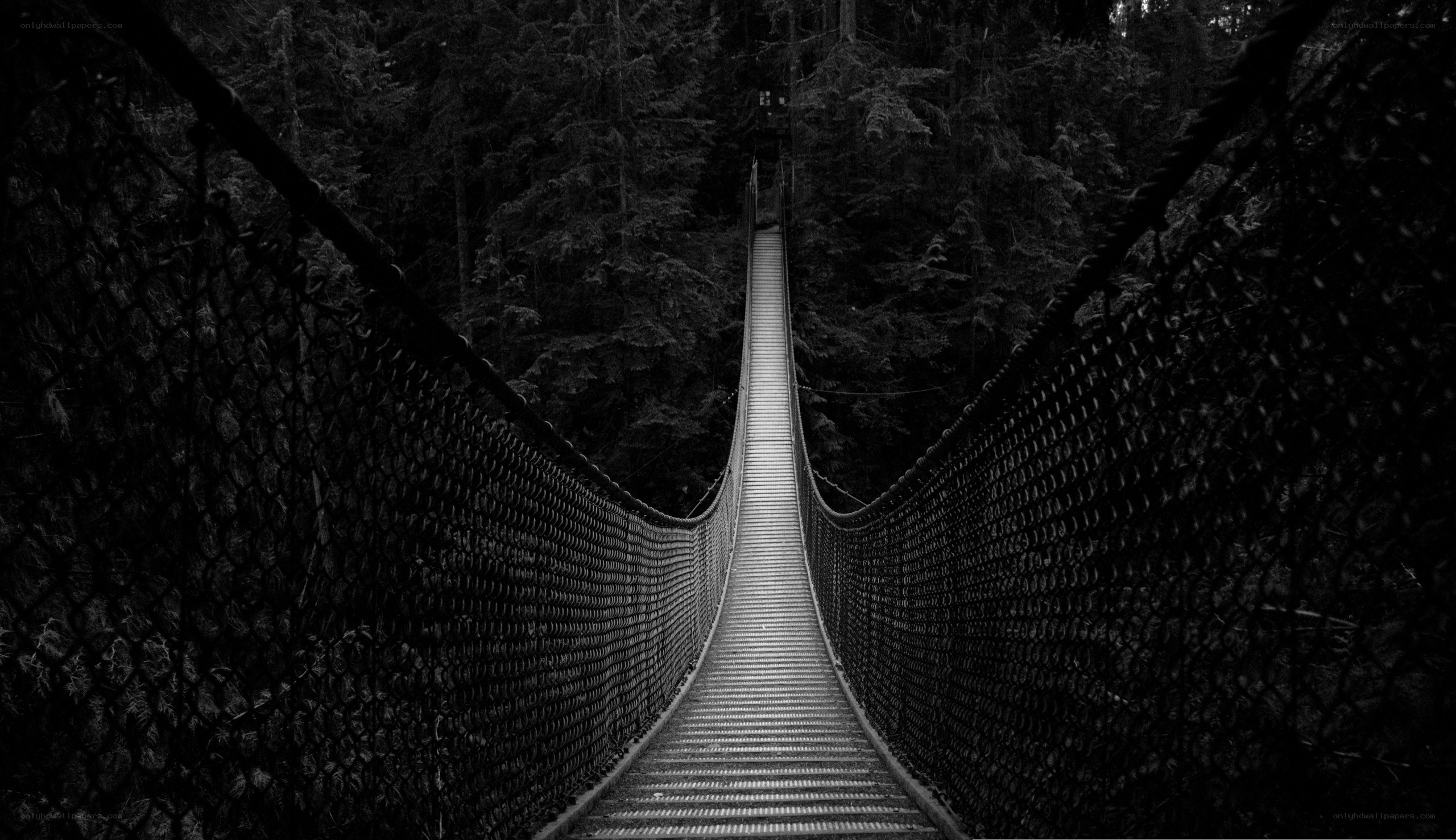 suspension bridge in forest