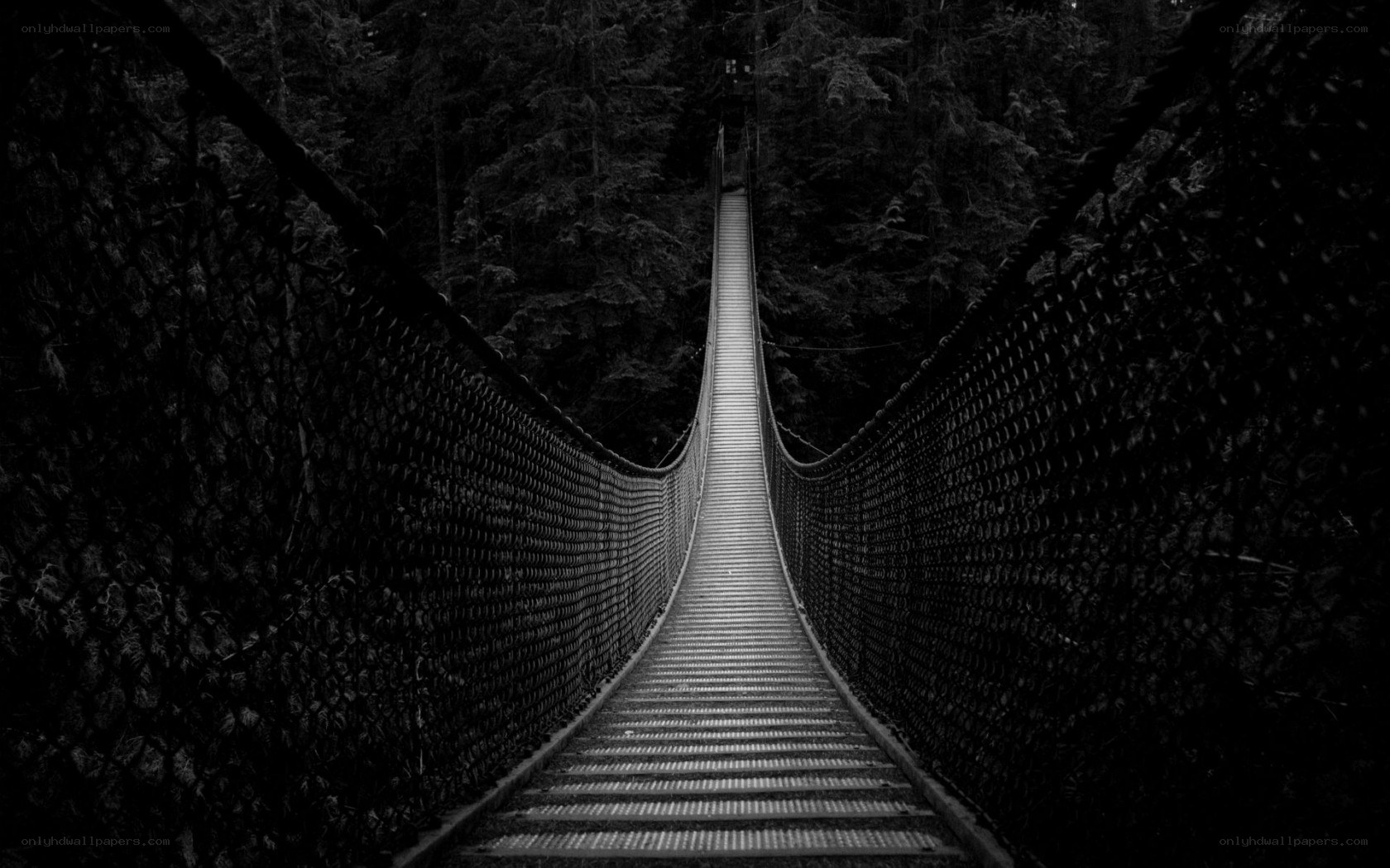 Suspension bridge in forest