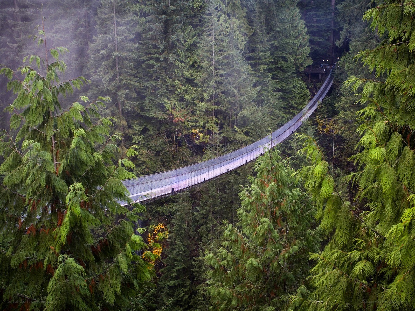 suspension bridge in forest