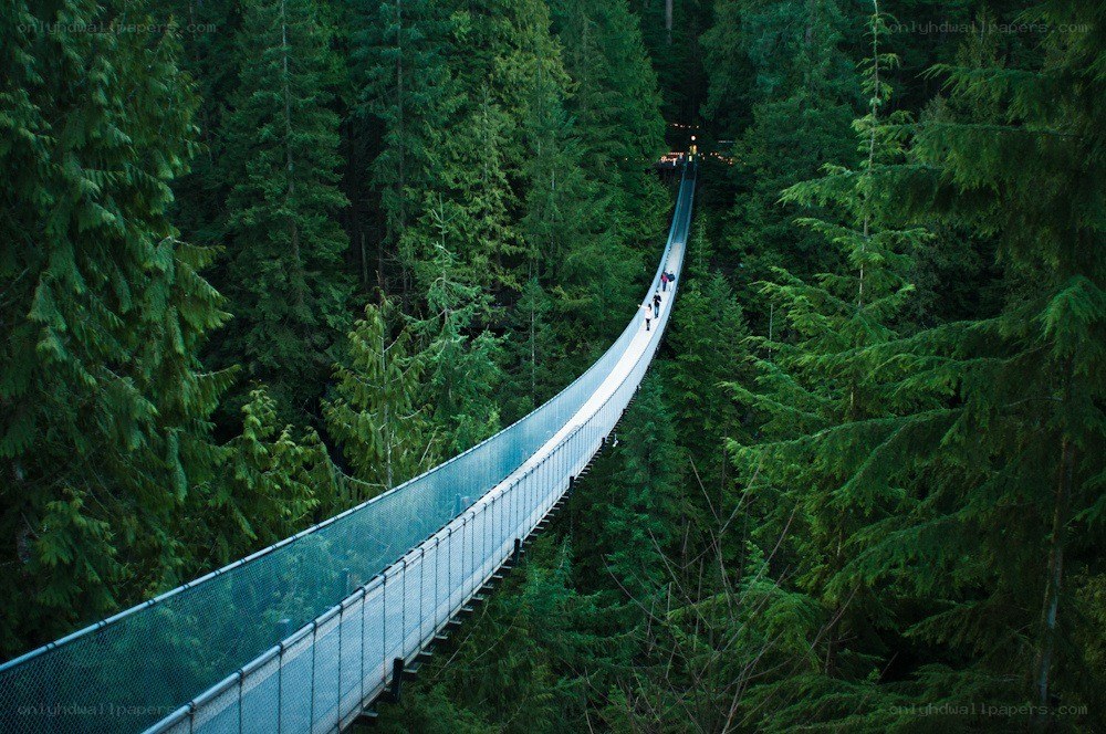 suspension bridge in forest