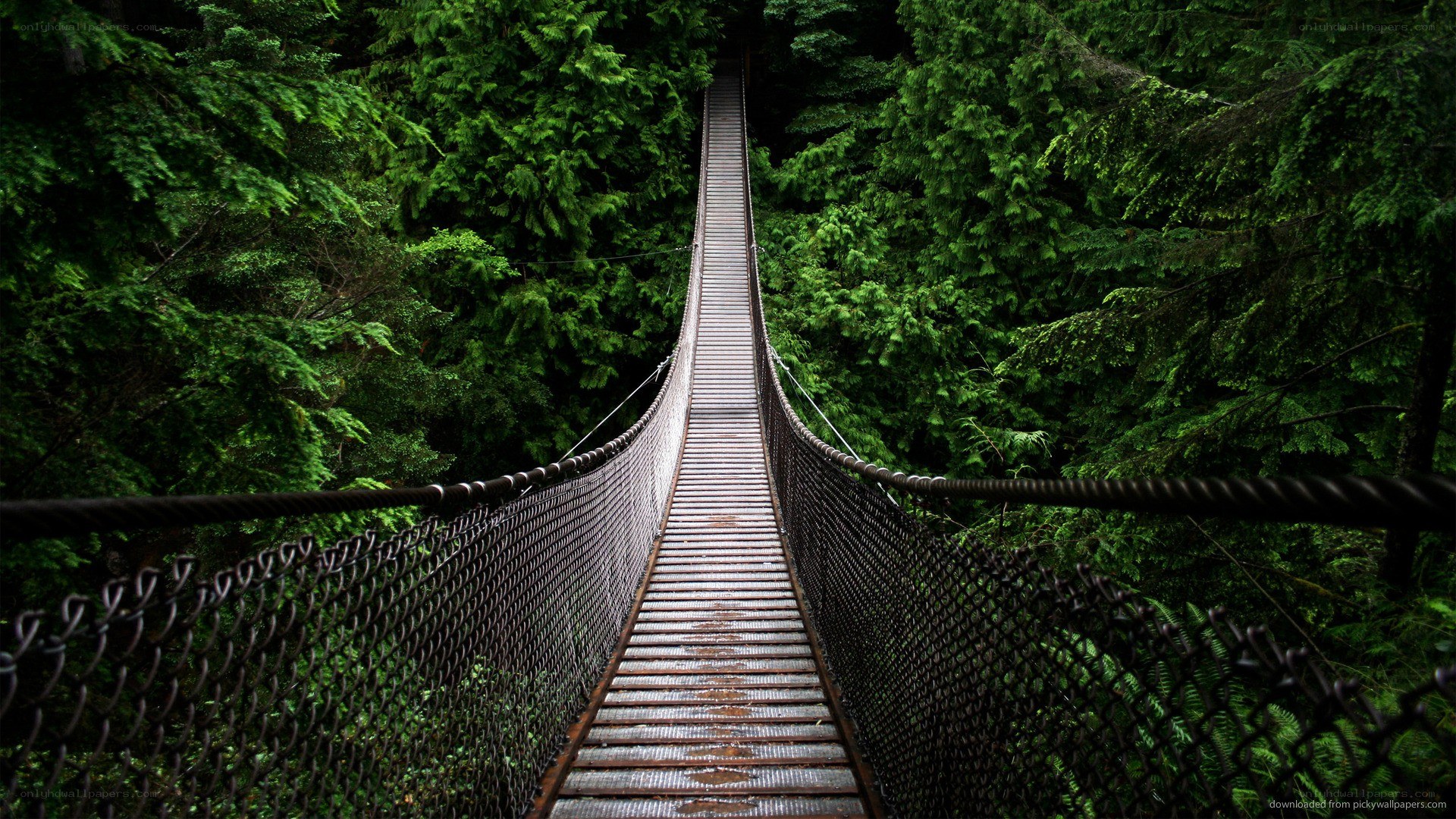 suspension bridge in forest