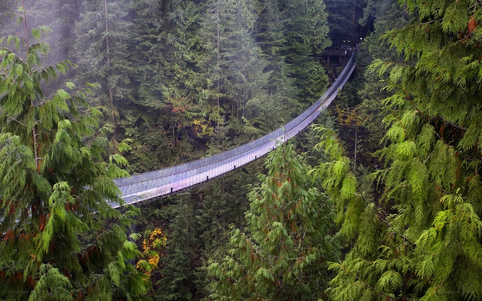 suspension bridge in forest