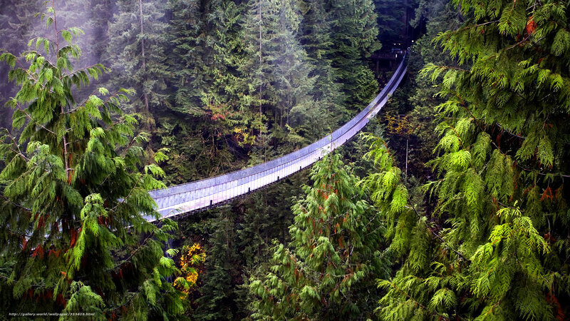 Suspension bridge in forest
