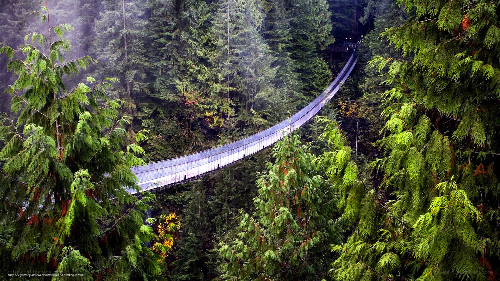 Suspension bridge in forest