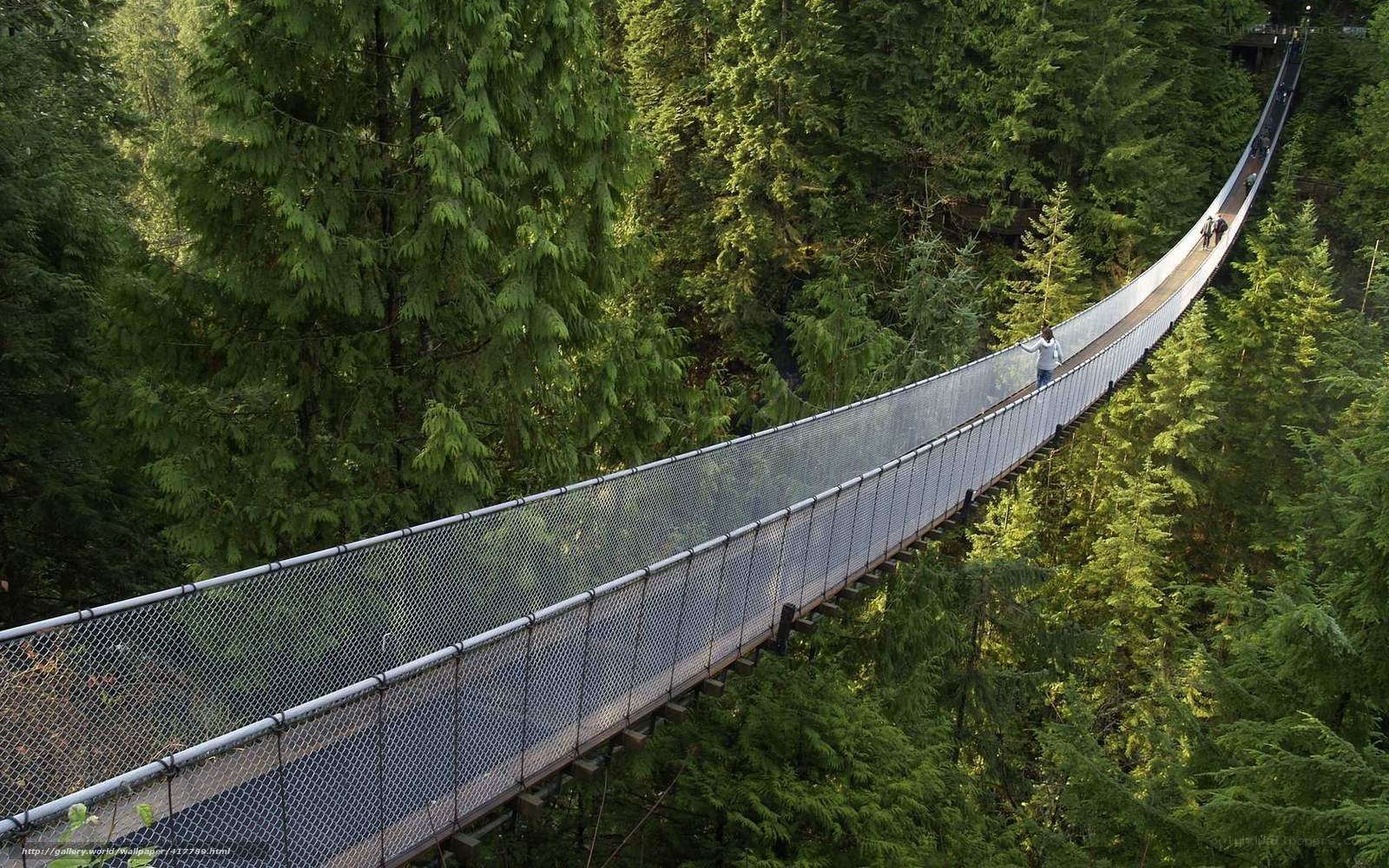 Suspension bridge in forest
