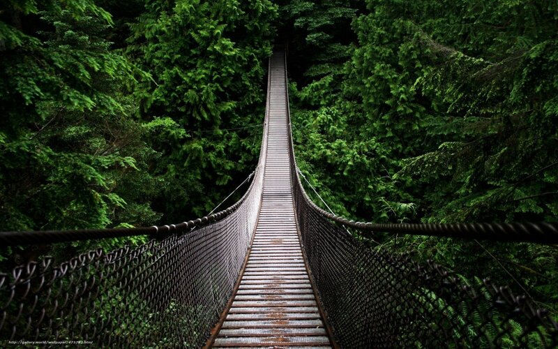 Suspension bridge in forest