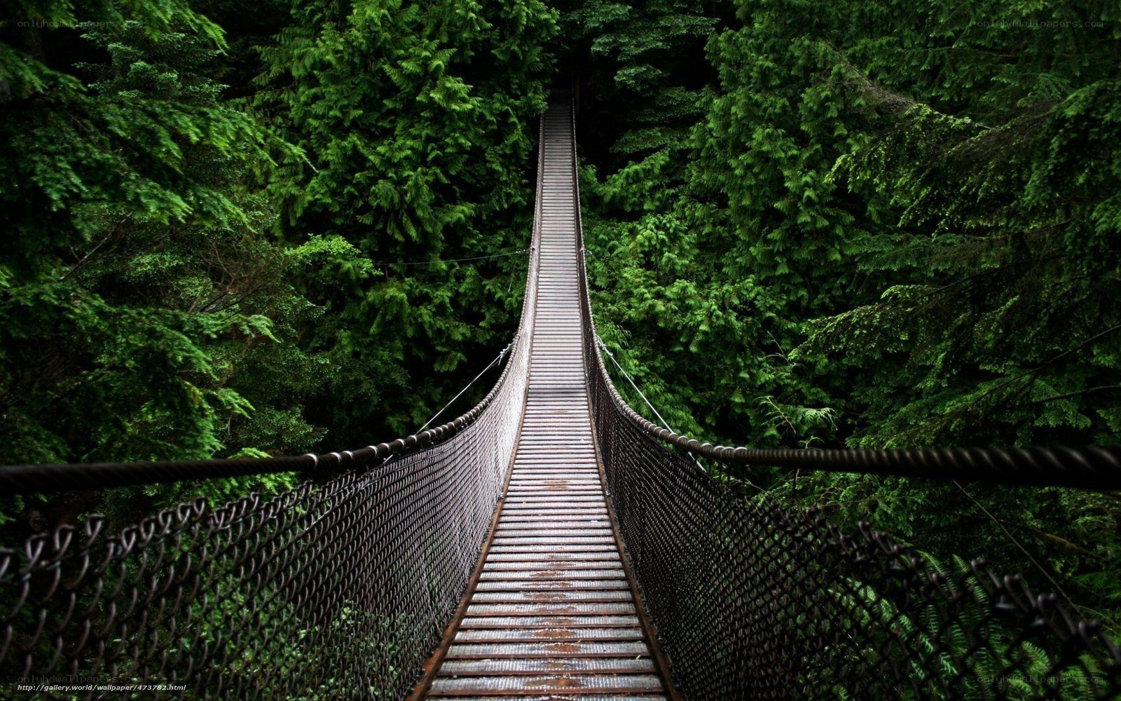 Suspension bridge in forest