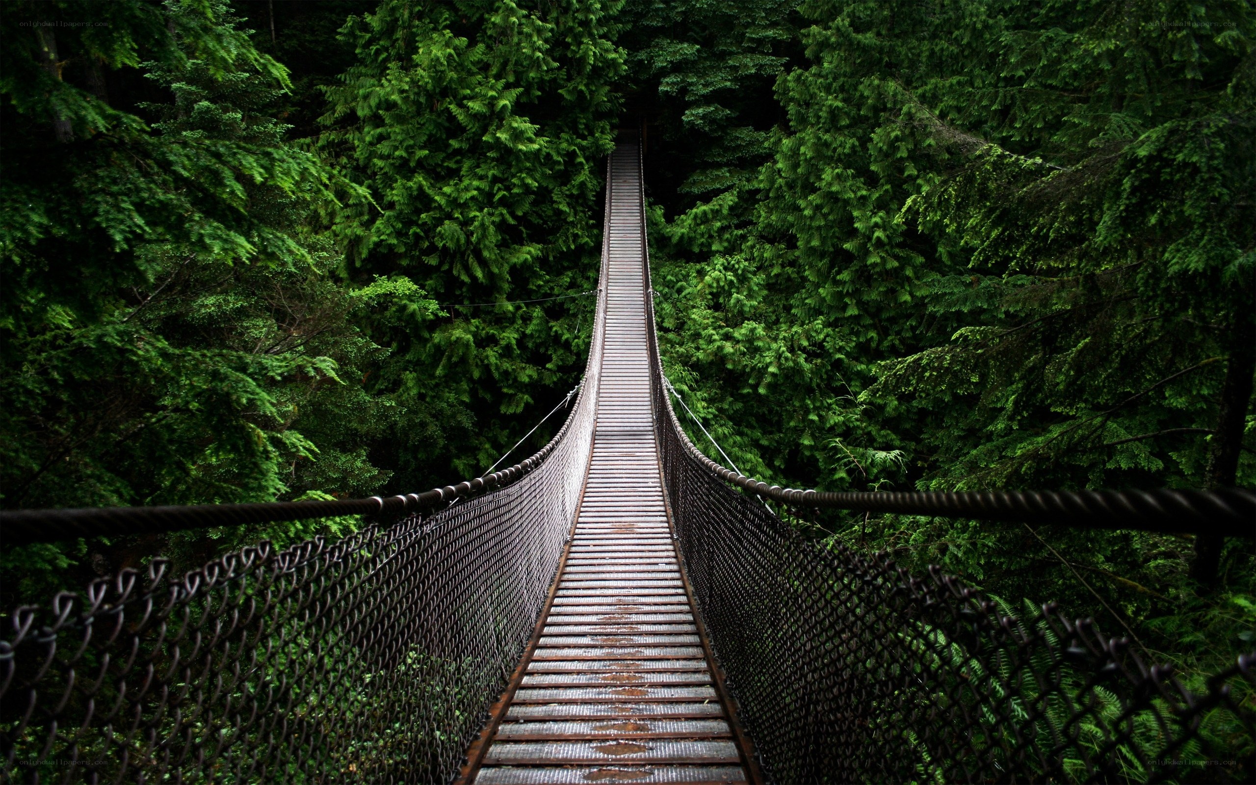 suspension bridge in forest