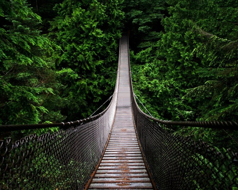 suspension bridge in forest
