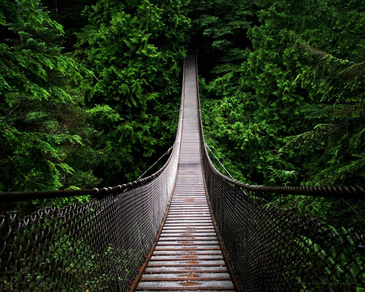 suspension bridge in forest
