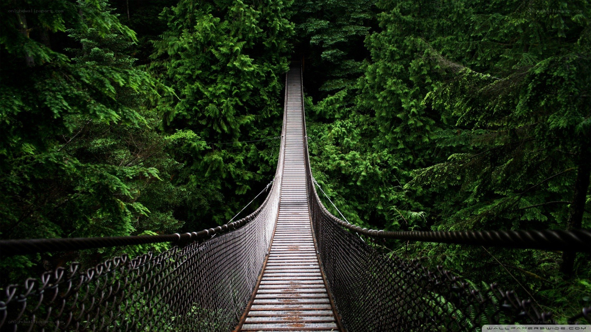 suspension bridge in forest