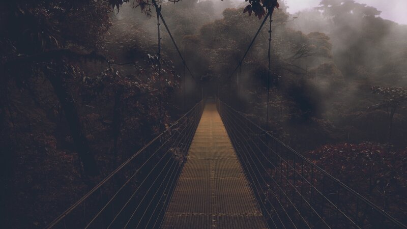 Suspension Bridge in Forest — Brown, Mysterious