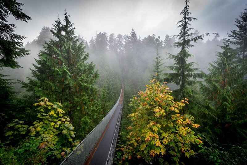 Suspension Bridge in Forest — Green, Misty, Autumn