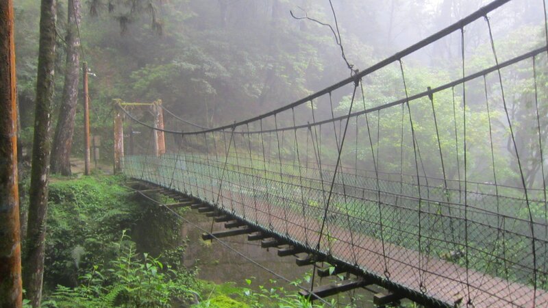 Suspension Bridge in Forest — Green, Misty, Morning